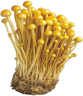 金滑菇